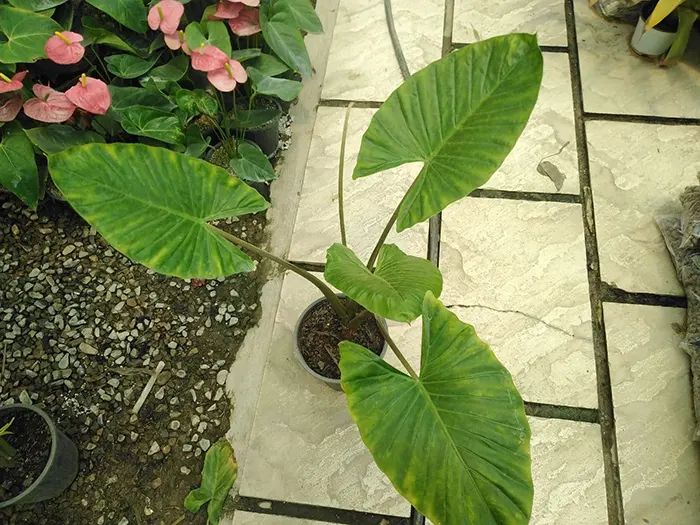 نکات کلیدی برای نگهداری از گیاه بابا آدم (Alocasia spp) به منظور حفظ سلامت و زیبایی آن.