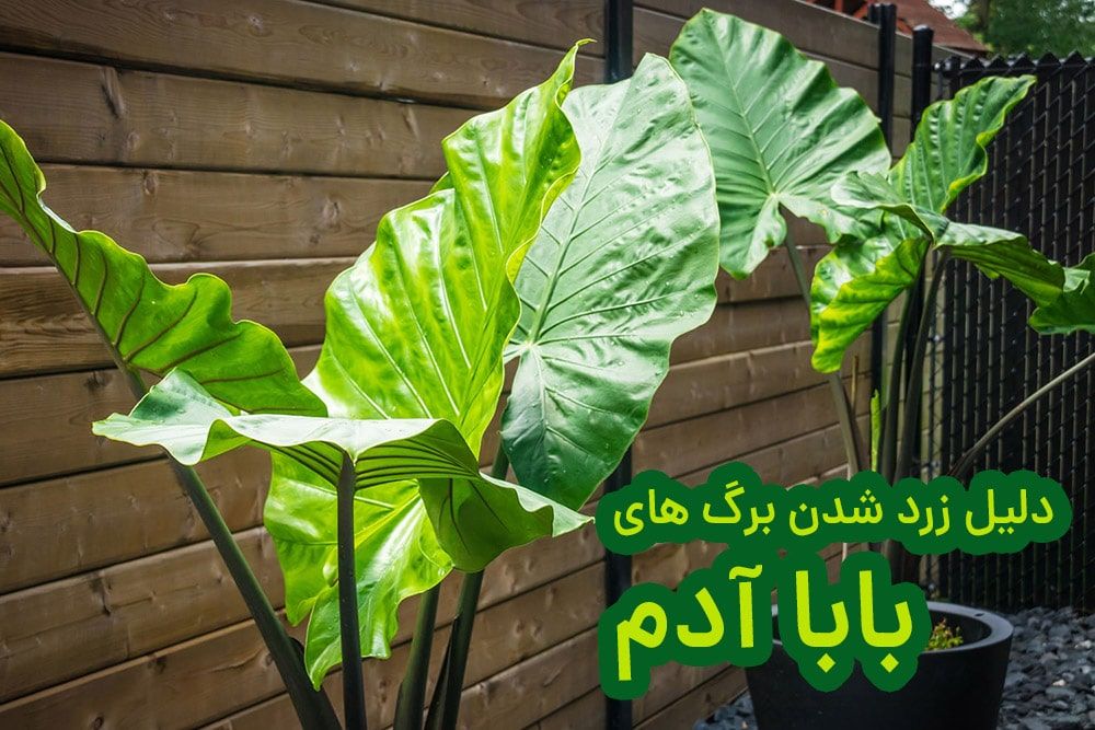 تصویری از شاخ گیاه بابا آدم (Alocasia spp) با برگ‌های سبز و شاداب که نشان‌دهنده سلامت و زیبایی این گیاه است.