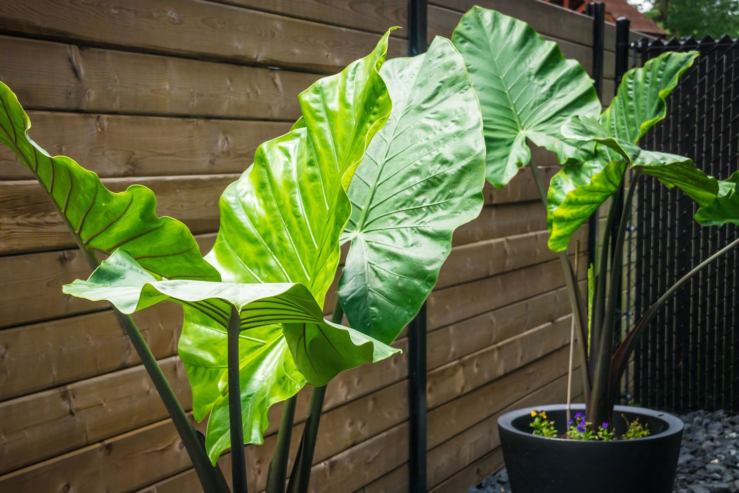 برگ‌های زرد شده گیاه بابا آدم (Alocasia spp) که نشان‌دهنده مشکلات نگهداری و نیاز به توجه بیشتر هستند.