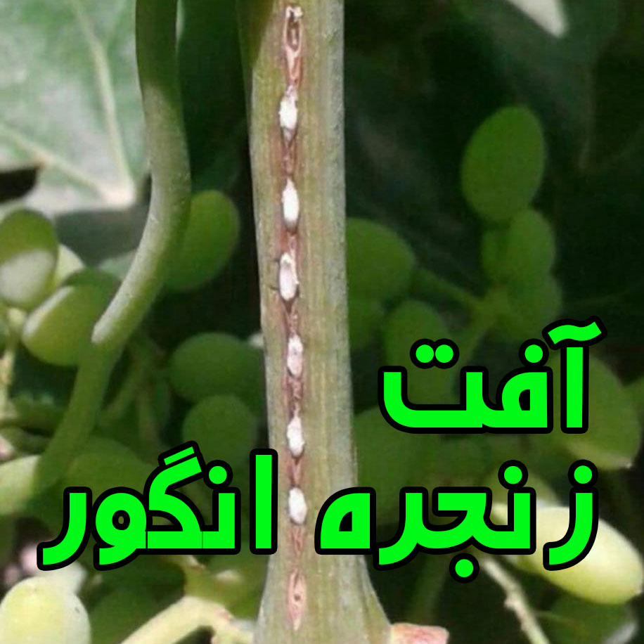 آفات درخت انگور