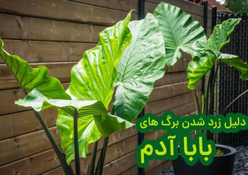 تصویری از شاخ گیاه بابا آدم (Alocasia spp) با برگ‌های سبز و شاداب که نشان‌دهنده سلامت و زیبایی این گیاه است.