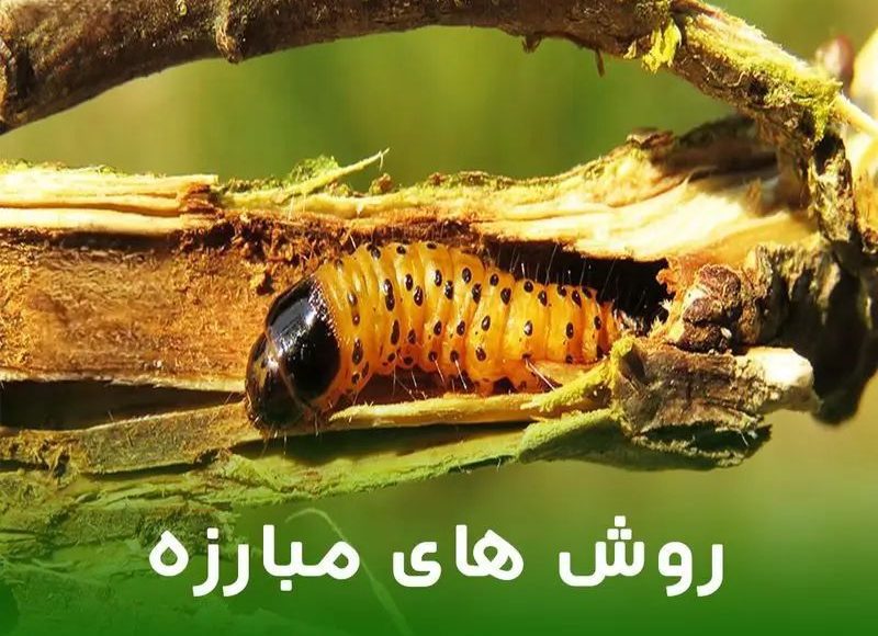 بهترین سم برای کرم خراط